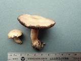 Agaricus micromegethus image