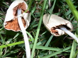 Conocybe apala image