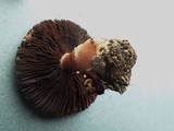 Agaricus micromegethus image