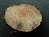 Agaricus micromegethus image