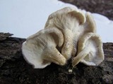 Lentinus tigrinus image