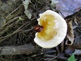 Ganoderma curtisii image