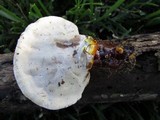 Ganoderma curtisii image