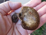 Boletinellus merulioides image