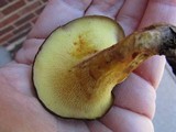 Boletinellus merulioides image