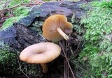 Tricholomopsis decora image