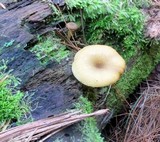 Tricholomopsis decora image