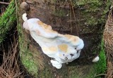 Fomitopsis mounceae image