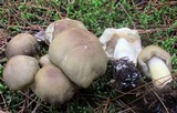 Tricholoma saponaceum image