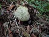 Rubroboletus satanas image