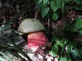 Rubroboletus satanas image