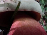 Rubroboletus satanas image
