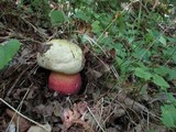 Rubroboletus satanas image