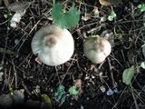 Agaricus placomyces image