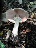 Agaricus placomyces image