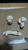 Agaricus arvensis image