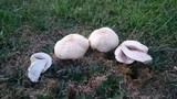 Agaricus arvensis image