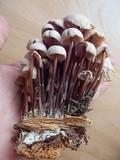 Gymnopus acervatus image