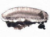 Bacidia rosella image