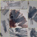 Bacidia rosella image