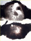Acrocordia gemmata image