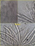 Acrocordia gemmata image