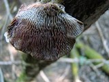 Daedaleopsis confragosa image
