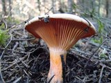 Lactarius thyinos image