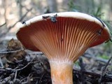 Lactarius thyinos image