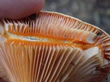 Lactarius thyinos image