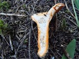 Lactarius thyinos image