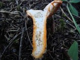 Lactarius thyinos image