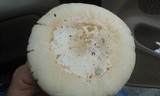 Amanita roseitincta image