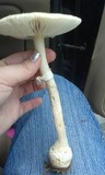 Amanita roseitincta image