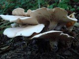 Clitocybe subconnexa image