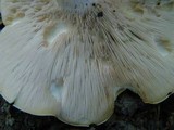 Clitocybe subconnexa image