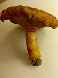 Lactarius peckii image