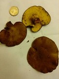 Boletinellus merulioides image