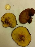 Boletinellus merulioides image