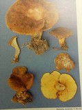 Boletinellus merulioides image