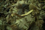 Cortinarius corrugatus image