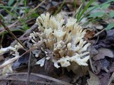 Tremellodendron schweinitzii image