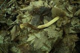 Cortinarius corrugatus image