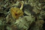 Cortinarius corrugatus image