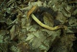 Cortinarius corrugatus image