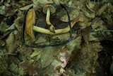 Cortinarius corrugatus image