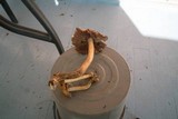 Cortinarius corrugatus image