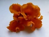 Craterellus odoratus image