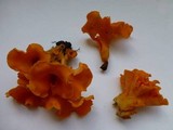 Craterellus odoratus image