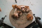 Cortinarius alboviolaceus image